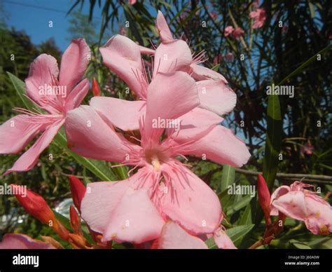 02254 Pink Flowers In The Philippines Calumpit 35 Stock Photo Alamy