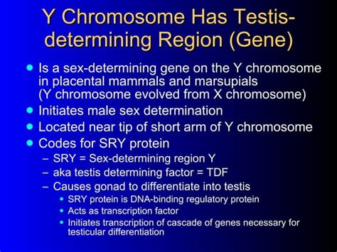 Intersex People Ppt