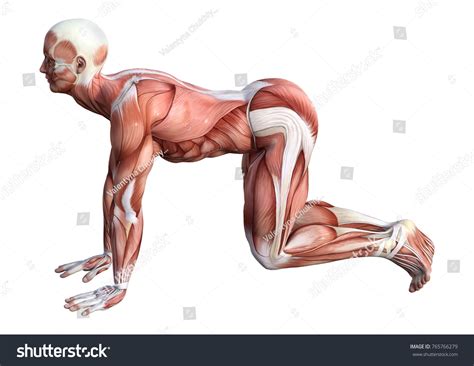 D Rendering Male Anatomy Figure Muscles Stock Illustration