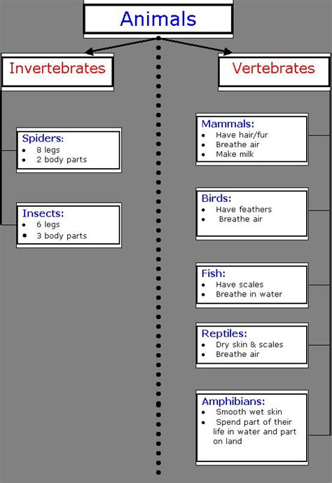 Animal Classifications: Invertebrates vs. Vertebrates | Science Anchor