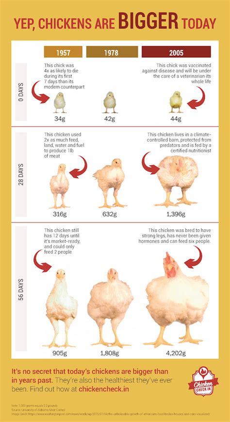 Yup Chickens Are Bigger Today Heres Why Raising Meat Chickens Chicken Cages Chickens