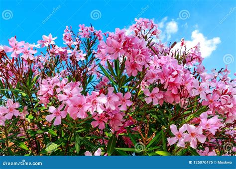 De Mooie Roze Bloeiende Oleander Van Oleandernerium In Volledige Bloei