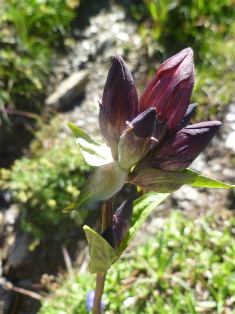 Running Delights Alpine Flowers