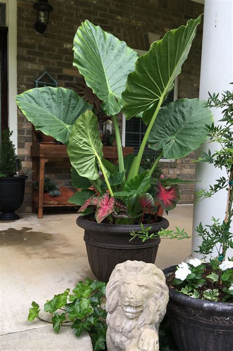 For example, plants in the genus alocasia are called the african mask plant, kris plant, and mayan mask upright elephant ear plant. Alocasia-upright elephant ear. | Elephant ears, Container ...