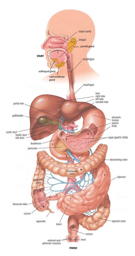 Aparato Digestivo Anatomia Medica Bioquimica Medica Aparato Digestivo