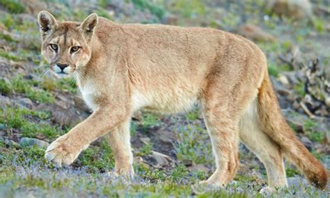 Was Für Ein Hungriger Puma Telegraph