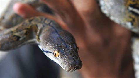 How Did An Indonesian Python Eat A Man Bbc News