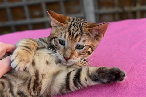 Queenanne Cats Availablity Of Bengal And Toyger Cats In Bromsgrove