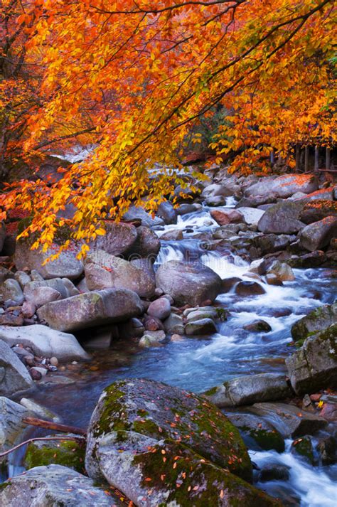 Stream Acrossing Golden Fall Forest Stock Image Image Of Falling