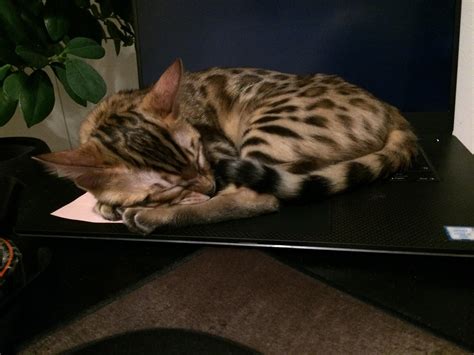 Our New Bengal Cat Sleeping On My Dads Laptop😴 Bengalcats