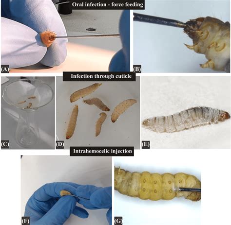 Methods For Experimental Infection Of G Mellonella Larvae Force Download Scientific Diagram