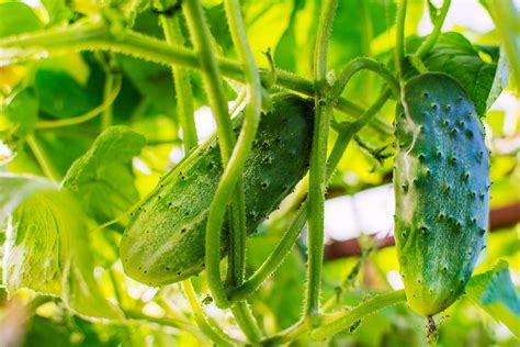 How To Grow Cucumbers The Definitive Guide Planting Taking Care Harvesting Storage