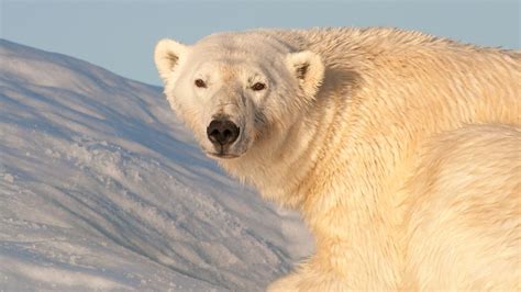 Bbc Two Earths Greatest Spectacles Svalbard Explained