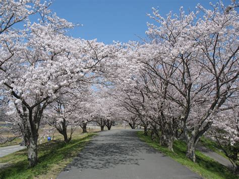 Filemiya River Sakura Wikimedia Commons
