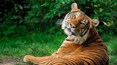 Tiger The National Animal Of India
