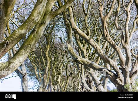The Dark Hedges An Avenue Of Beech Trees In Ballymoney County Antrim