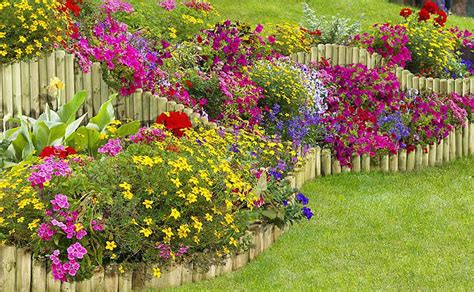10 Flori Care îți Colorează Grădina Toată Vara 10 Flori Care Iubesc