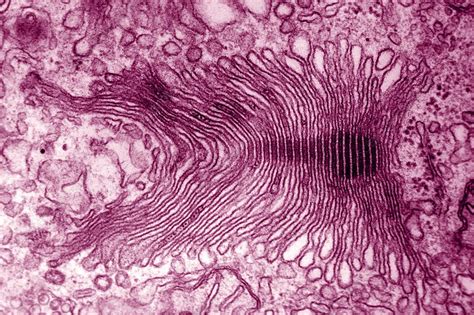 Micrograph Of Golgi Apparatus