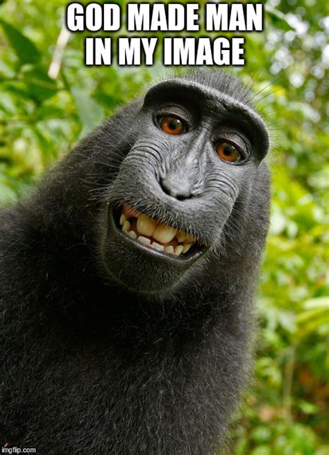 Very Funny Monkey Memes Images Pictures Gifs Photos Picsmine Gambaran