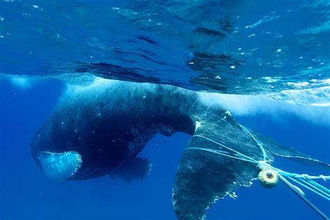 The humpback whale is one of the rorquals, a family that also includes the blue whale, fin whale, bryde's whale, sei whale, and minke whale. Disentangling Giants: Hawaiian Islands Humpback Whale ...