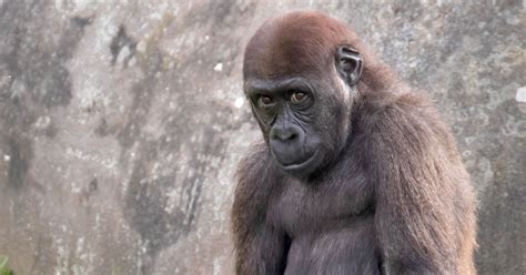Cheeky Male Gorillas Caught Getting Frisky By Shocked Photographer