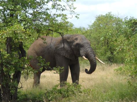 African Bush Elephant - Facts, Lifespan, Habitat, Behavior, Pictures