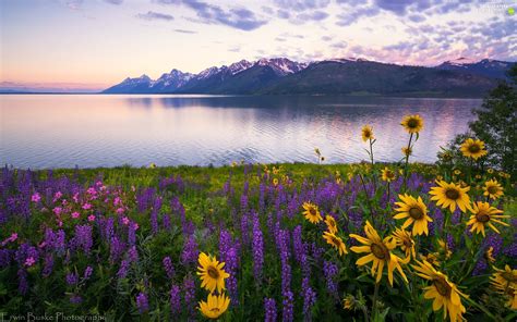 Meadow Lake Yellow Flowers Lupine Mountains For Phone Wallpapers