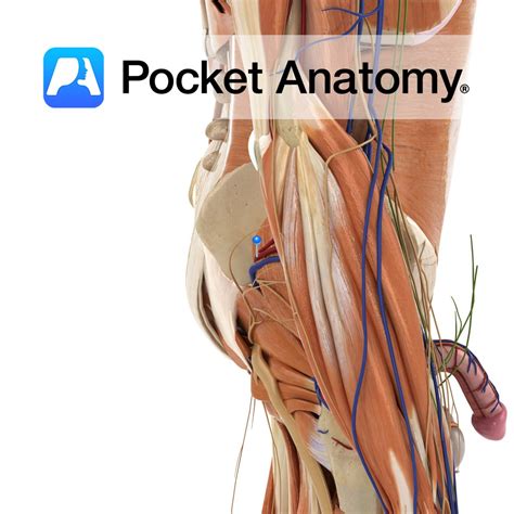 Superior Gluteal Artery Pocket Anatomy