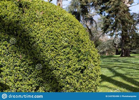 Buxus Sempervirens Or Common Box Or Boxwood Topiary In The Sunny Garden