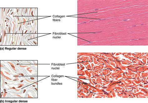 Connective Tissue Supports And Protects Anatomy And Physiology I