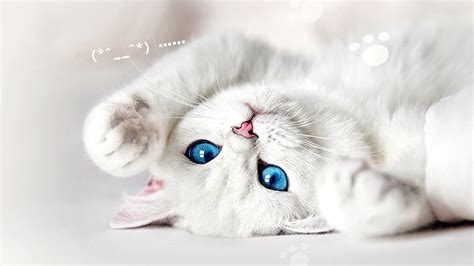 We have 58+ amazing background pictures carefully picked by our community. White Cat Wallpaper (73+ pictures)