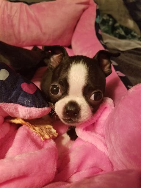 However, if a boston terrier puppy does develop a medical issue, an honest breeder will make things right. Boston Terrier Puppies For Sale | Denver, CO #317028