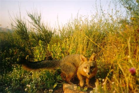 Gray Fox Urocyon Cinereoargenteus Natureworks