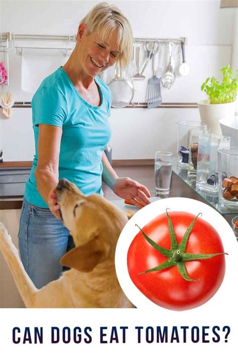 Can Dogs Eat Tomatoes A Complete Guide To Tomatoes For Dogs