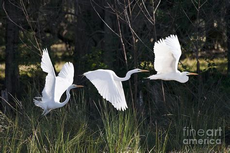 Multiple Exposures Of Large White Bird By David Alexander Stein