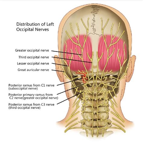 The Suboccipital Nerve Is The Dorsal Primary Ramus Of The First