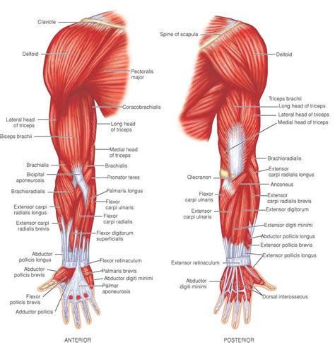 Muscles Human Muscle Anatomy Muscular System Anatomy Medical Anatomy