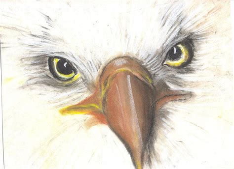 Eagle Eye Pastel By Bridgitte Mcbride Flores Fine Art America