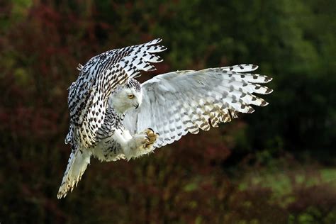 Snowy Owl Swooping Photograph By Tony Baggett