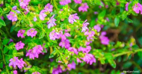 Care Of Mexican Heather How To Grow Cuphea Hyssopifolia