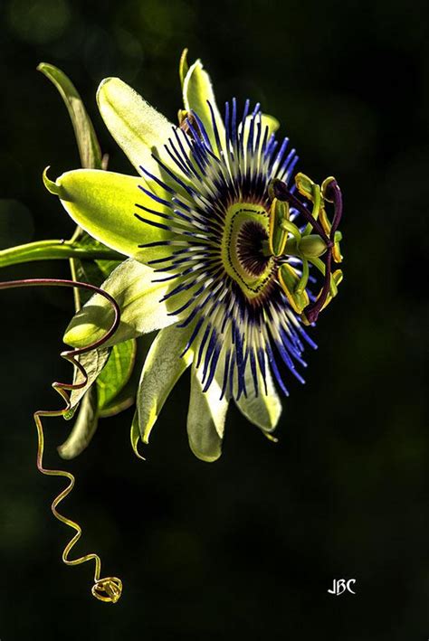 Blue Passion Flower Passiflora Caerulea