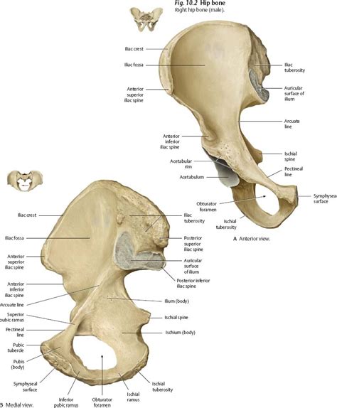 Bones Ligaments And Joints Atlas Of Anatomy