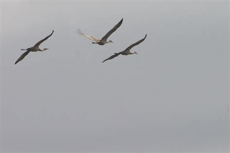 Безплатна снимка птица крило морски птици стадо полет фауна