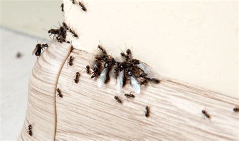 How To Get Rid Of Flying Ants In A Wall Cavity The Natural And