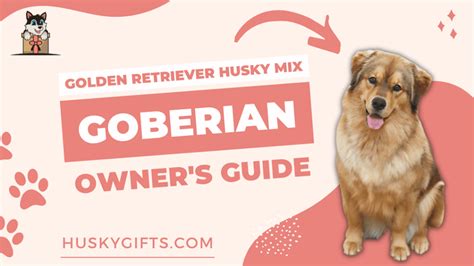 Golden Retriever Husky Mix Goberian Owners Guide