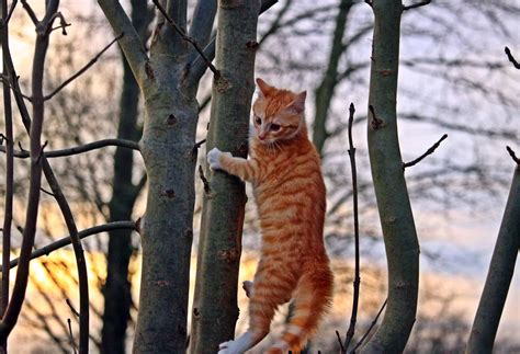 Free Images Tree Branch Wildlife Kitten Fauna Climb Tiger