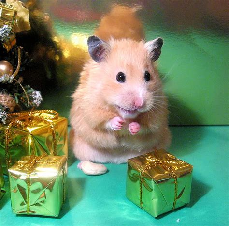 Unexpectedly Funny Things To Do With Hamsters When Youre Bored The Ark In Space