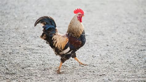 Rooster Fitted With Knife Slashes Mans Groin And Kills Him At Illegal Cockfight World News