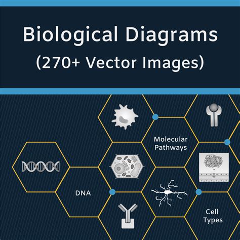 Biological Diagram Templates Vector Drawings For Download