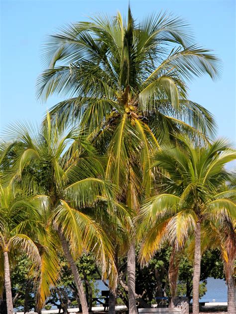 Free Palm Tree Photos Beautiful Coconut Palm Tree Photo Free